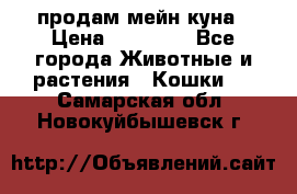 продам мейн куна › Цена ­ 15 000 - Все города Животные и растения » Кошки   . Самарская обл.,Новокуйбышевск г.